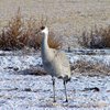 Sand Hill Crane, Bosque del Apache, NM