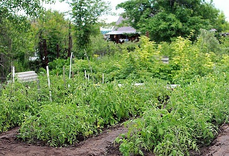 Composting makes for healthy soil, and some folks compost directly into their gardens