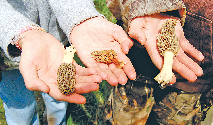 Tasty morel mushrooms are only one of the many wild edibles Roger forages for each year