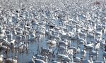 Geese on pnd, Bosque del Apache, NM