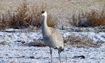 Sand Hill Crane, Bosque del Apache, NM