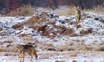 Wiley Coyotes, New Mexico
