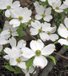 Flowering dogwood usually blooms in May.  However, due to the early spring season this year, this dogwood was in bloom on March 31.  