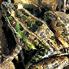 Southern leopard frog