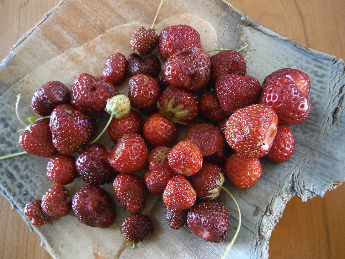 It's hard to beat fresh strawberries from a Northwest summer garden.