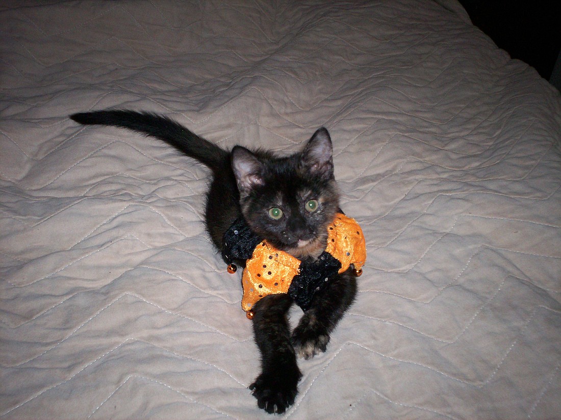 Tortoise Shell cat briefly endures Halloween costume, which is also black and orange.
