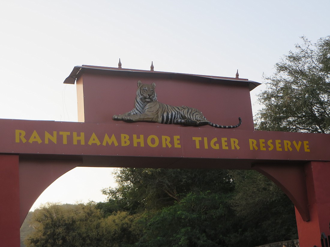 Once the former hunting grounds of the Maharajas of Jaipur, Ranthambore is now a renowned national park and wildlife attraction in India.
Photo by Deborah Stone
