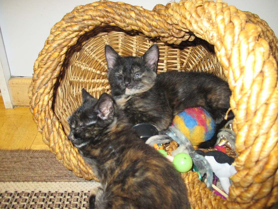 Adorable but abandoned--the story of these cats is FREE--a holiday gift from Sharing Stories and Ariele.