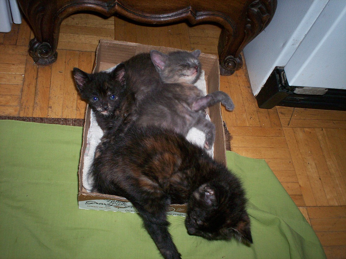 Squished up together is their favorite way to sleep.
This was the smallest box they could find.