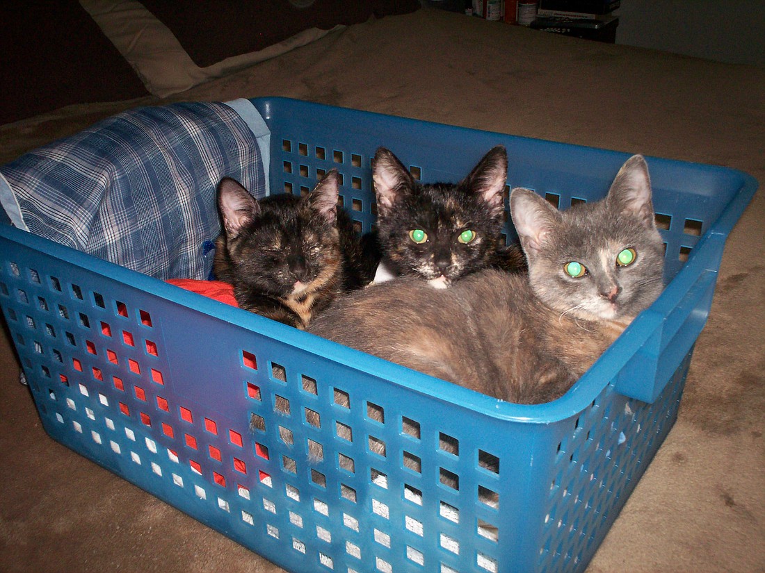 Free eBook about these 3 baby cats in a laundry basket!