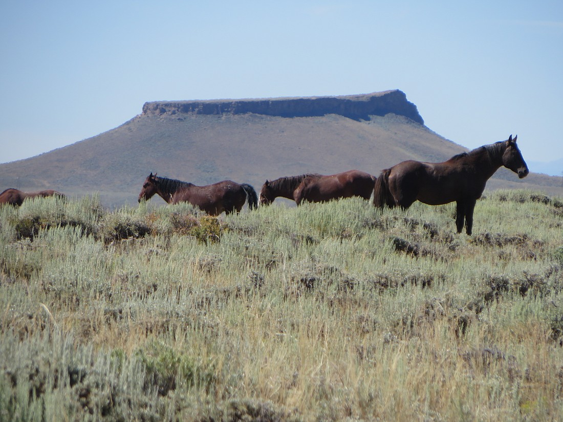 Seeing the wild horses is a highlight on a trip to Sweetwater County, Wyoming.
Photo by Deborah Stone