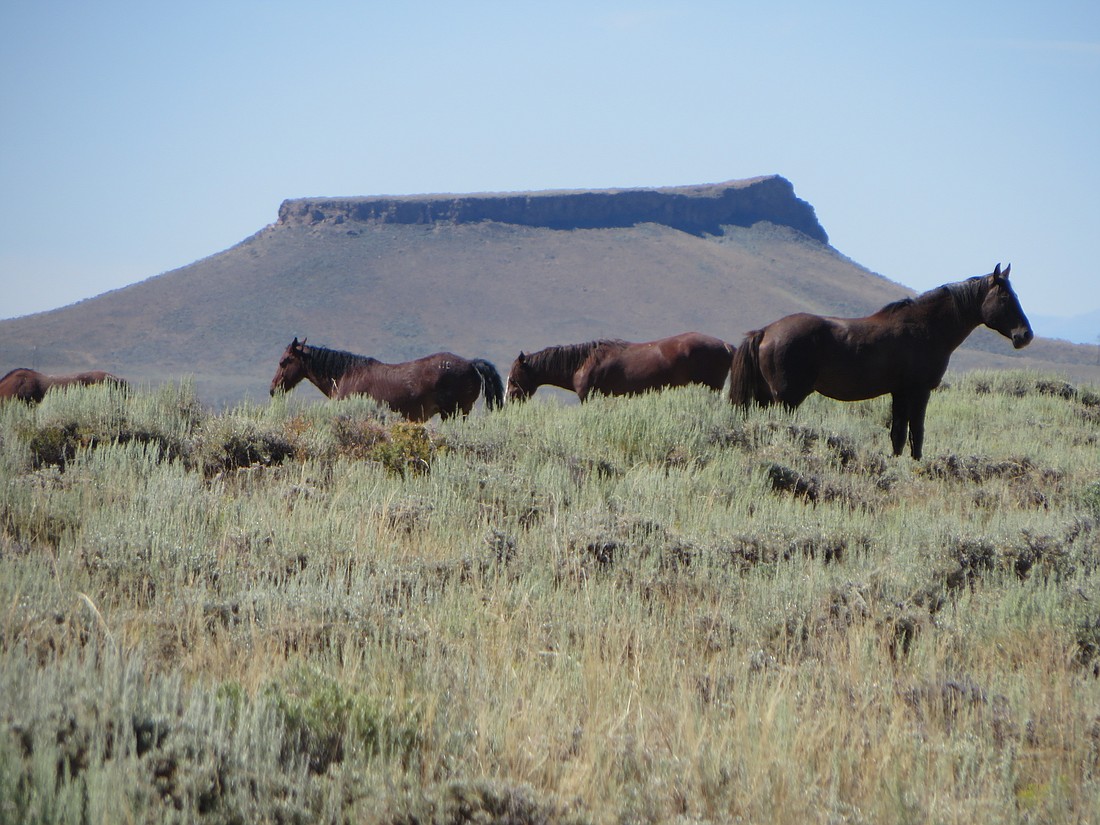 Seeing the wild horses is a highlight on a trip to Sweetwater County, Wyoming.
Photo by Deborah Stone