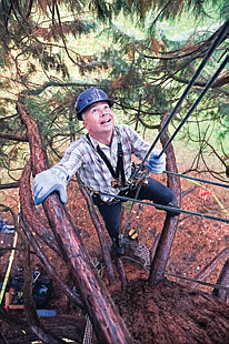 Urban Forester Mark McDonough climbing one of Wright Park’s trees during Green Tacoma Day