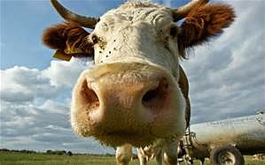 A funny cow from wallpaperloft.com