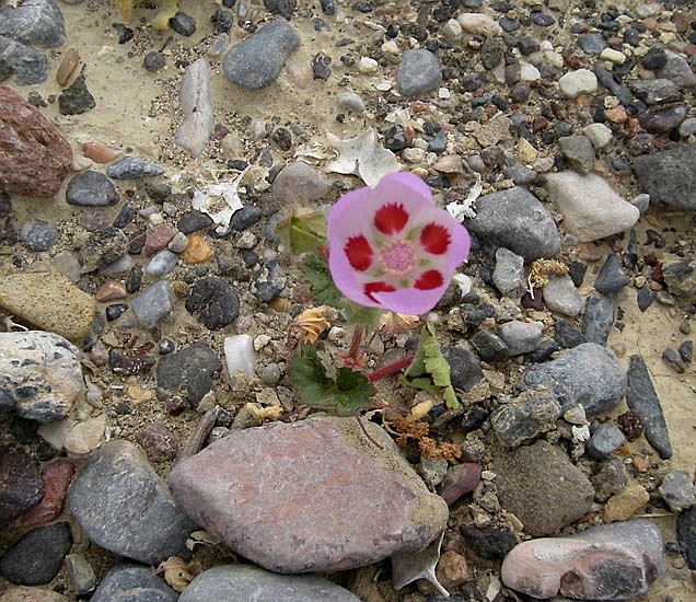 A Desert Five Spot Flower--growing beautifully in spite of the heat!