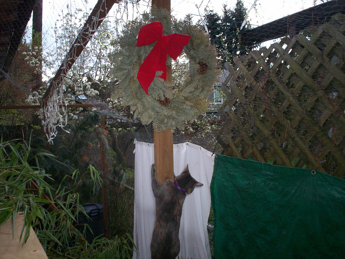 Christmas isn't quite over until the cat takes down the wreath!