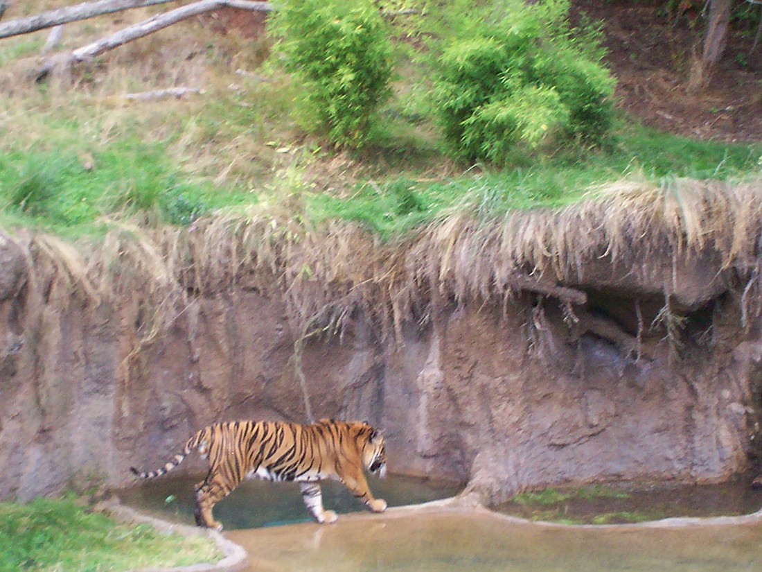 Tiger at the Point Defiance Zoo.