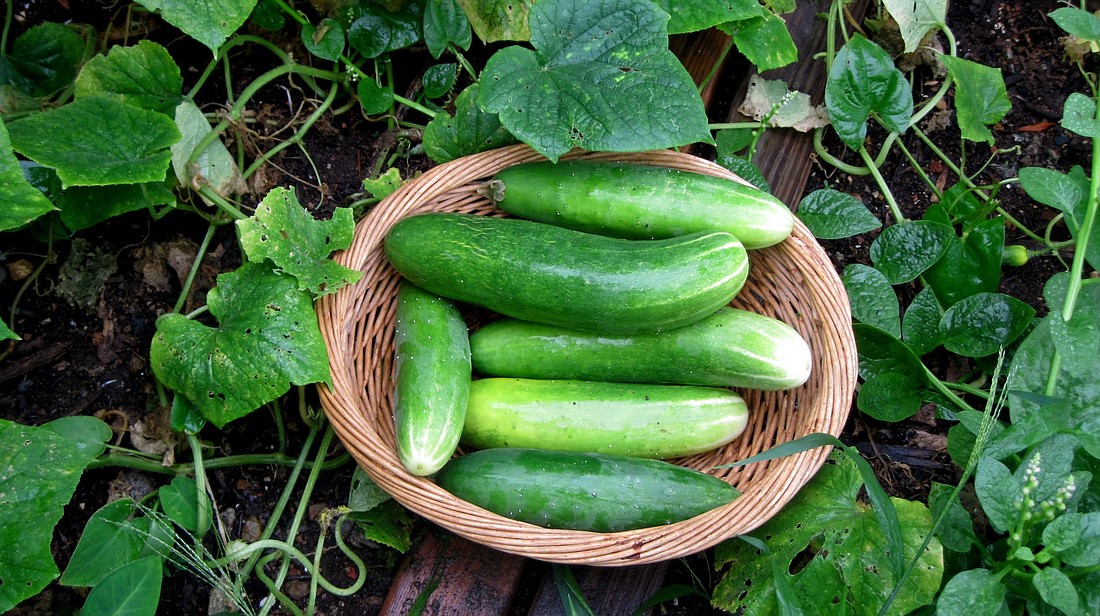 An abundance of cucumbers this time of year will bring a fresh joy to your table.