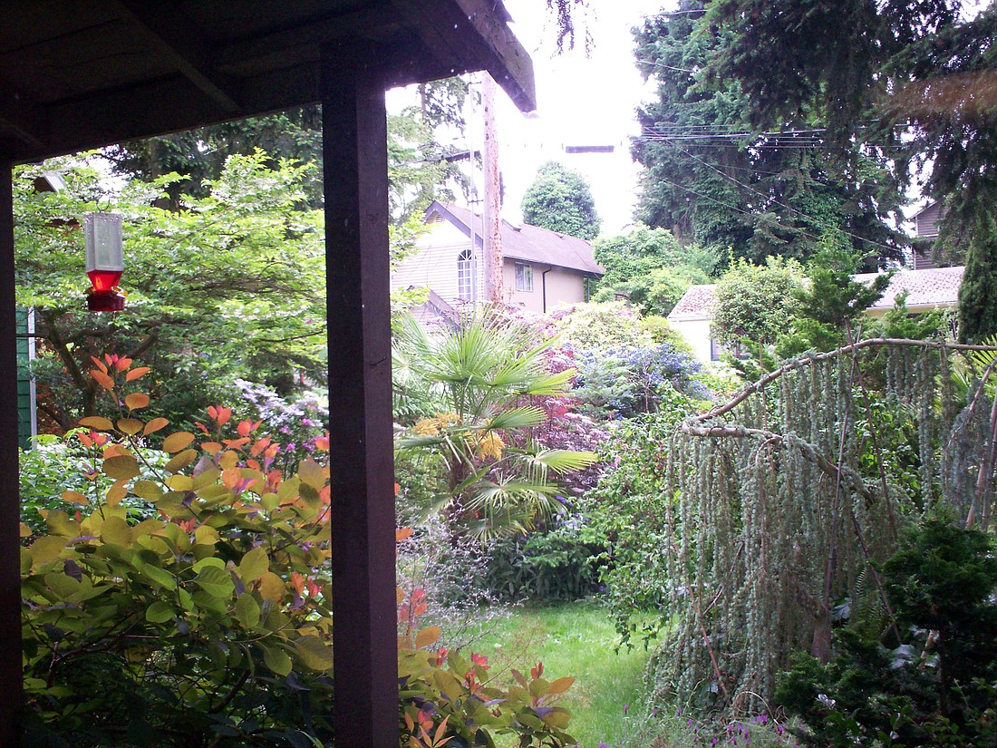 Front yard in bloom. (Ariele's Seattle house)