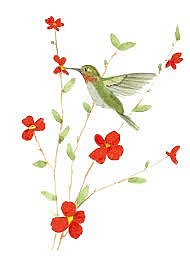 Hummingbirds, lovely messengers