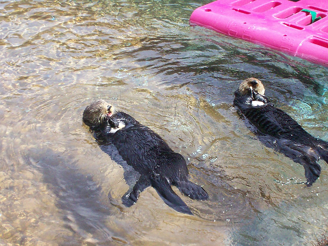 Otters chill-axing at Defiance Zoo