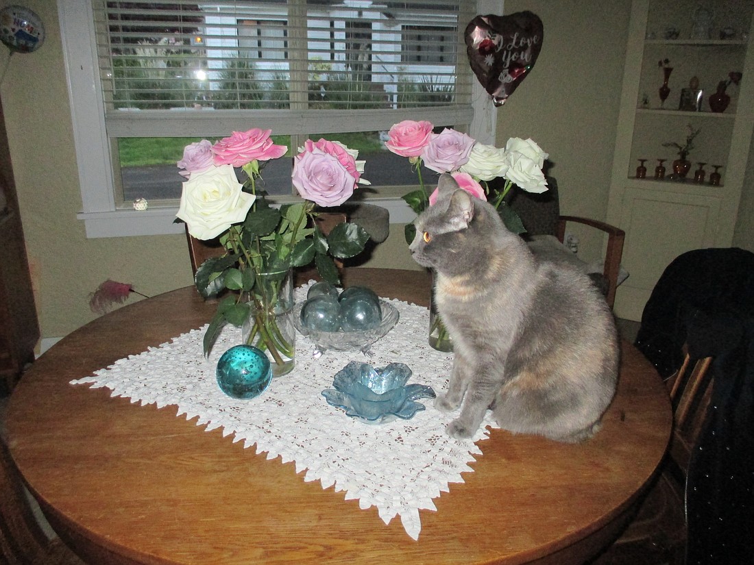 Many flowers & cat (at Ariele's house)