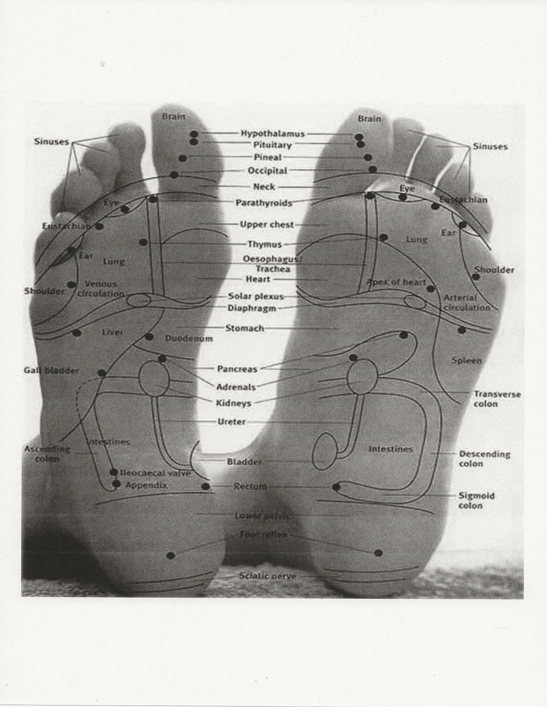 Reflexology Chart