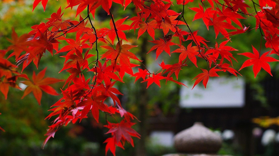 Red leaves are part of Fall's delights.