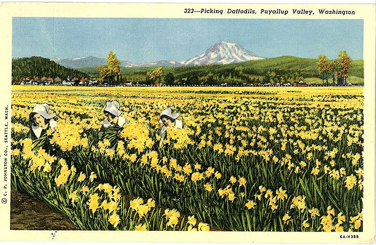 Vintage postcard of the Puyallup daffodil fields