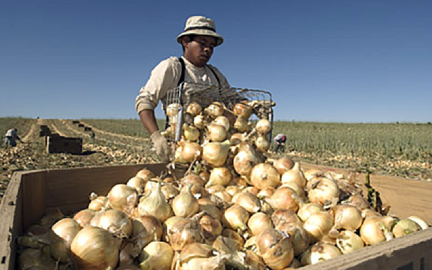 Harvesting Walla Walla sweet onions, courtesy Walla Walla Sweet Onions Marketing Committee