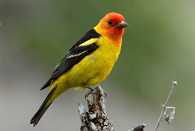 Western tanager