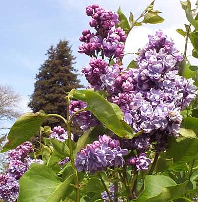 Lilacs from the Hulda Klager Lilac Gardens