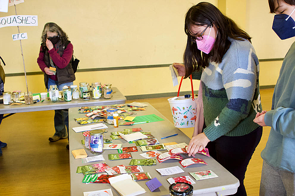 A Great Seattle Seed Swap attendee flips through packets of tomato seeds, all available for free, on April 16, 2022. King County Seed Lending Library coordinator Bill Thorness recommends people take only what they can use. (Hannah Weinberger/Crosscut)