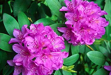 Lakewold Gardens offers a large collection of rhododendrons, as well as Japanese maples along with many rare and unusual plants