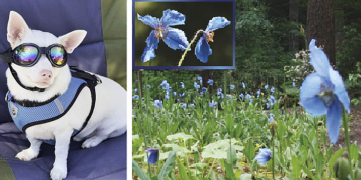 Petpalooza and Blue Poppy Days both take place on Saturday, May 21