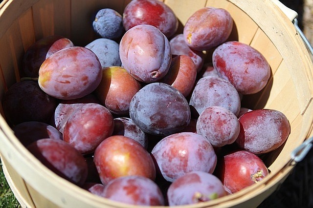 Eating prunes may reduce bone loss in postmenopausal women