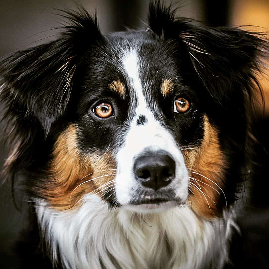 Cali, our companion while pulling all-nighters, always cast a worried look our way as she wondered why we didn't go to bed already