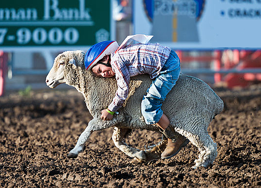 Roger enjoyed the "mutton busting" event at the Ellensburg Rodeo