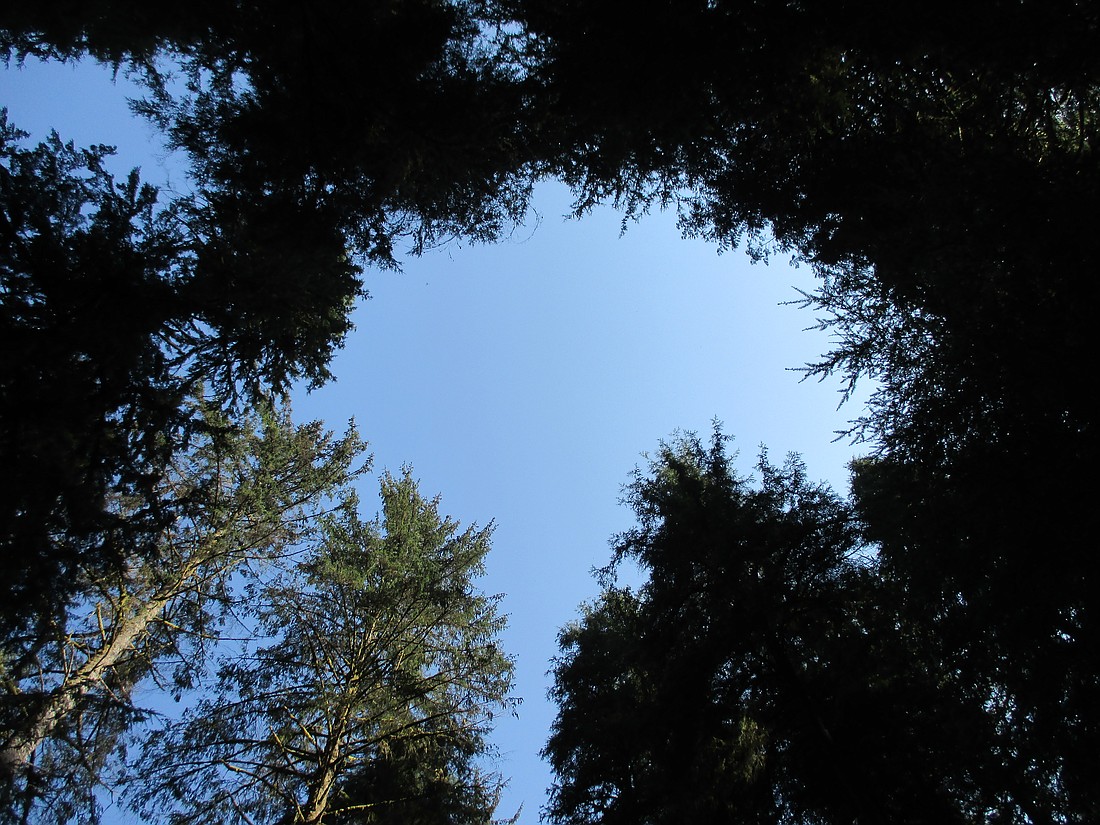 James Stewart Memorial Park Trees