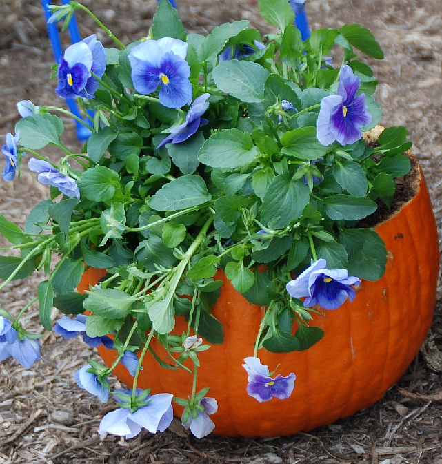 Scoop out the inside of a pumpkin, add some drainage holes, and plant some pansies for a festive fall planter, photo courtesy of MelindaMyers.com