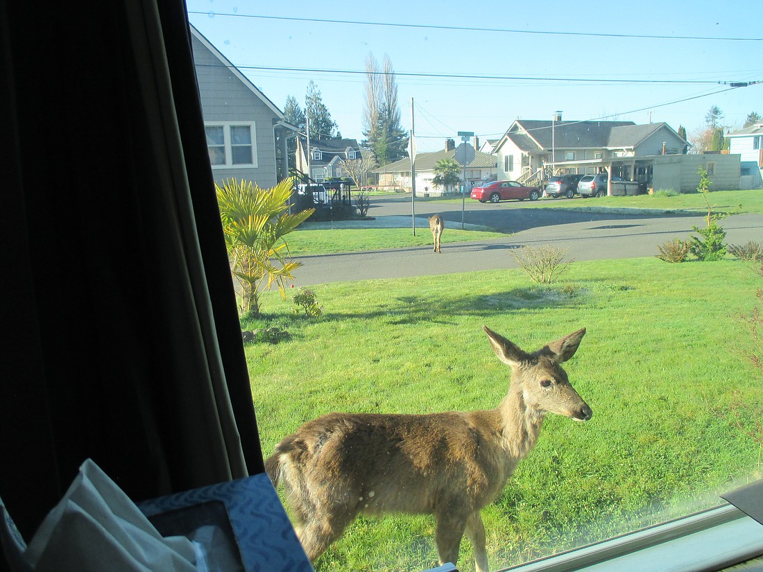 When deer get hungry, they occasionally look for supplies at nearby homes. In some cities like Ocean Shores and Aberdeen, it is illegal to hunt them.