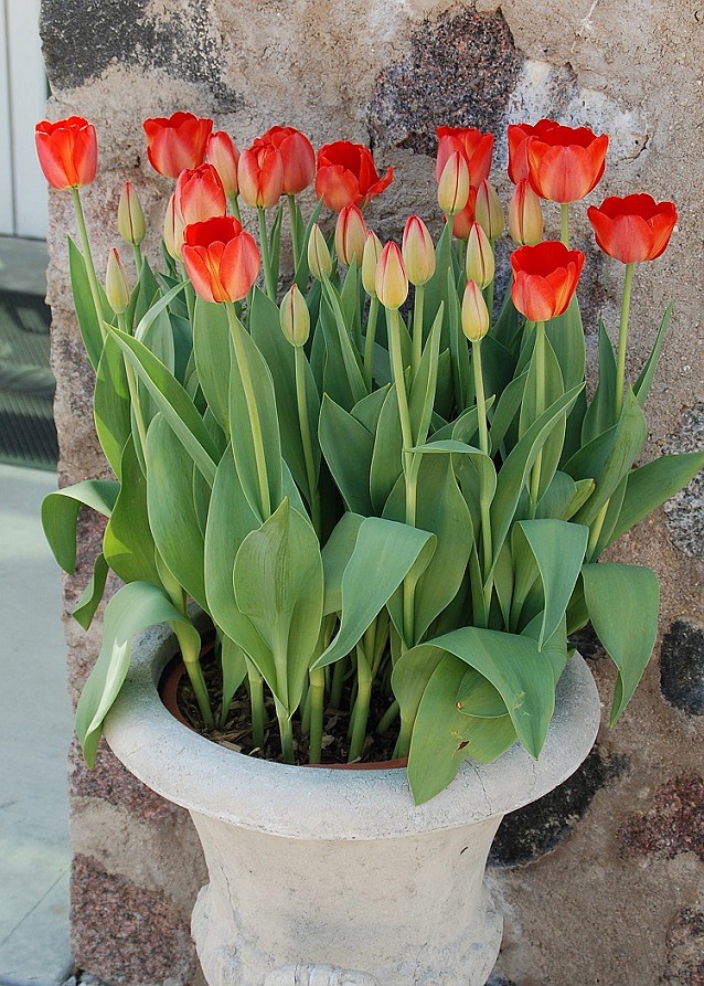 This pot of tulips was forced into bloom. Photo courtesy MelindaMyers.com