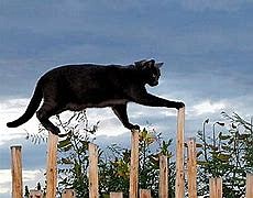 Black cat enjoying fence play