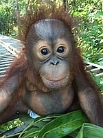 Baby Orangutan Pinterest