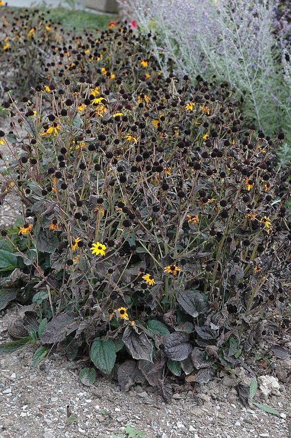 The seed heads of rudbeckia and other perreniels attract seed-eating songbirds to the winter garden. Photo courtesy of MelindaMyers.com