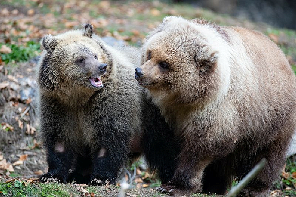 Bear fans can enjoy Woodland Park Zoo's new brown bear cubs in the Living Northwest Trail. Fern on the left, a grizzly bear, and Juniper on the right, a brown bear, are rescued female cubs born this past winter in Montana and Alaska, respectively. (Jeremy Dwyer-Lindgren/Woodland Park Zoo)