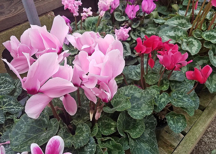 Cyclamen plants have uniquely shaped flowers, come in a variety of colors, and stand above attractive variegated leaves. Photo courtesy MelindaMyers.com