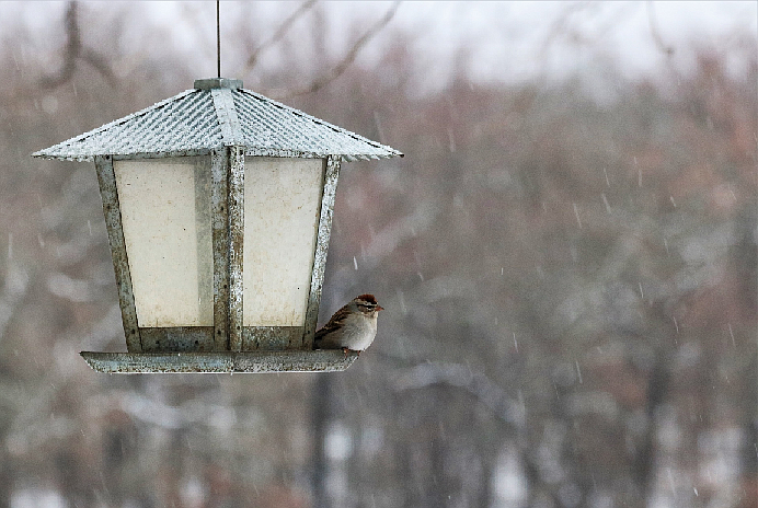 Use a variety of feeders and seeds to attract a diverse group of birds