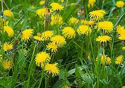 Dandelions...looking pretty in spite of their bad reputation.