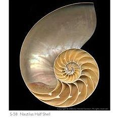 Nautilus shell